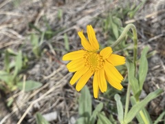 Arnica fulgens