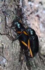 Strongylium erythrocephalum