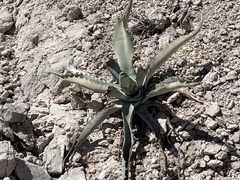 Agave sobria