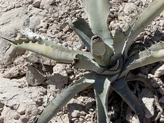 Agave sobria