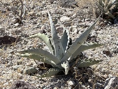 Agave sobria