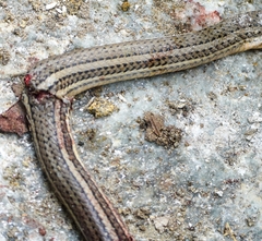 Conophis lineatus image