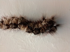 Gastropacha quercifolia