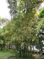 Bambusa dolichoclada