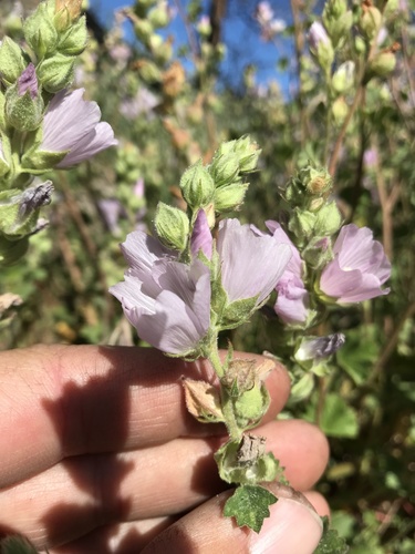 Sidalcea hickmanii ssp. hickmanii