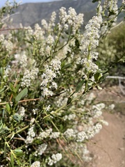 Ceanothus palmeri