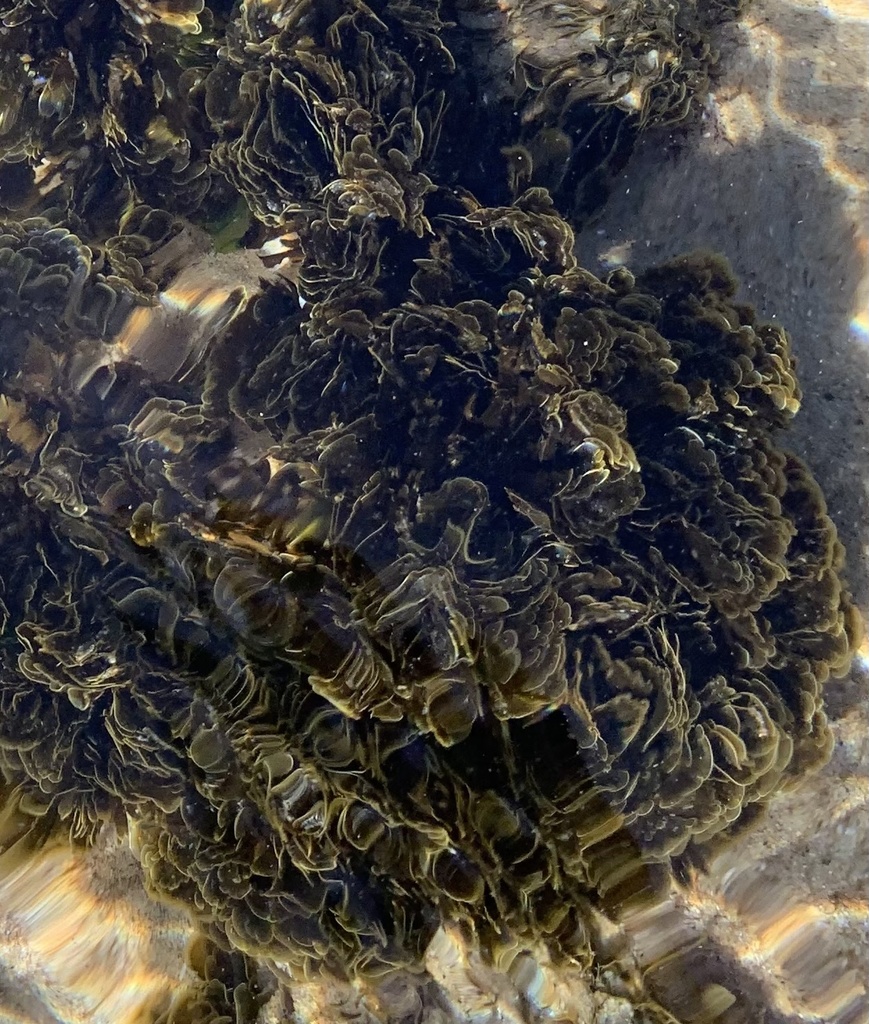 Banded Fanweed from North Pacific Ocean, Newport Beach, CA, US on May ...