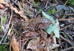 Cyphoderris
