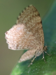 Euchoeca nebulata