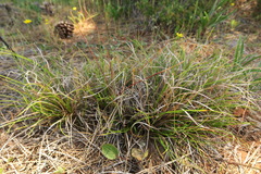 Carex xerophila