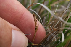 Carex xerophila