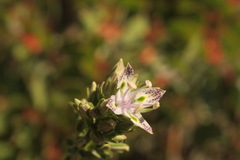 Frasera albicaulis
