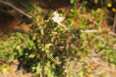 Frasera albicaulis