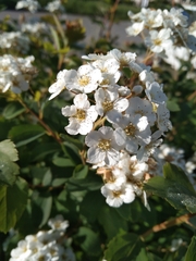 Spiraea trilobata