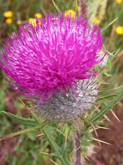 Cirsium vulgare
