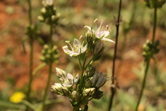 Frasera albicaulis