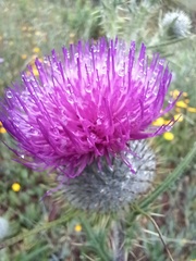 Cirsium vulgare