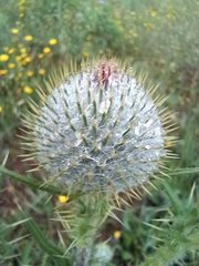 Cirsium vulgare
