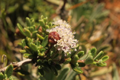 Ceanothus roderickii