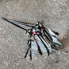 Protographium epidaus epidaus