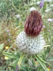 Cirsium vulgare