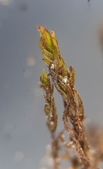 Geheebia tophacea