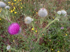 Cirsium vulgare