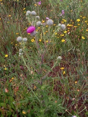 Cirsium vulgare