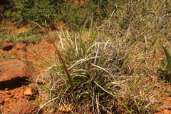 Carex xerophila