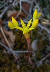 Sedum radiatum