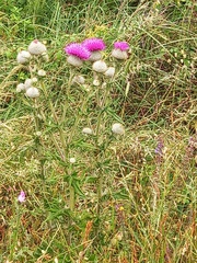 Cirsium vulgare