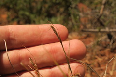 Carex xerophila