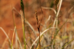 Carex xerophila