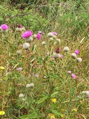 Cirsium vulgare