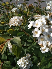 Spiraea trilobata