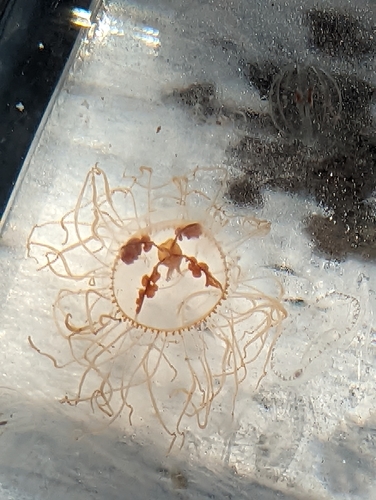 Orange-striped Jellyfish, Sunshine Coast Regional District, BC, Canada, photo 9 of 10