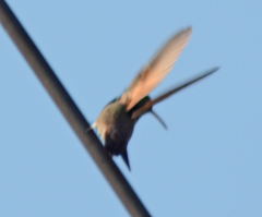 Saucerottia beryllina