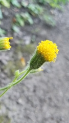 Arnica discoidea