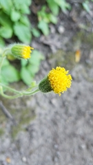 Arnica discoidea
