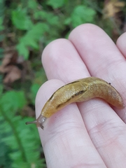 Prophysaon foliolatum