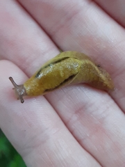 Prophysaon foliolatum