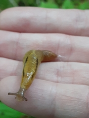 Prophysaon foliolatum