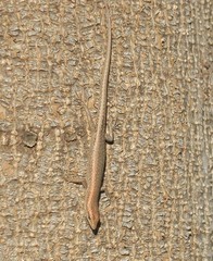 Cryptoblepharus ruber