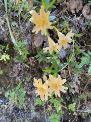 Diplacus grandiflorus