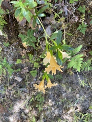 Diplacus grandiflorus