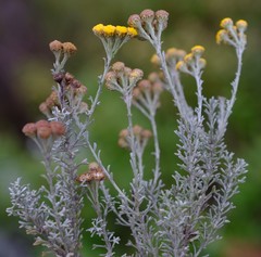 Pentzia trifida