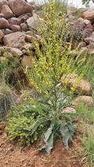 Verbascum qulebicum