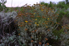 Pentzia trifida