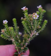 Diosma sabulosa