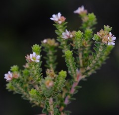 Diosma sabulosa
